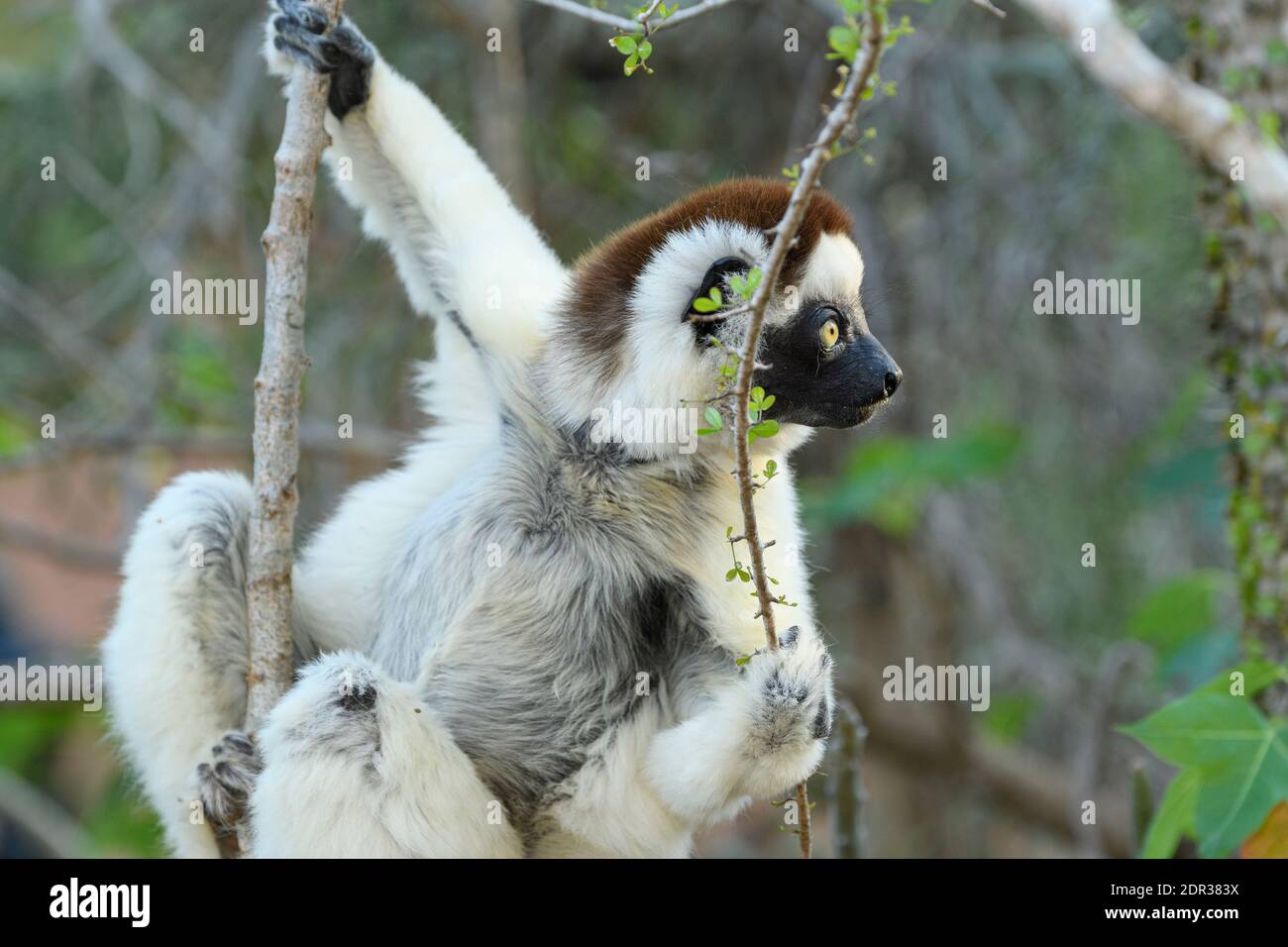 Sifaka de Verreaux (Propithecus verreauxi), Réserve de Berenty, Madagascar Banque D'Images