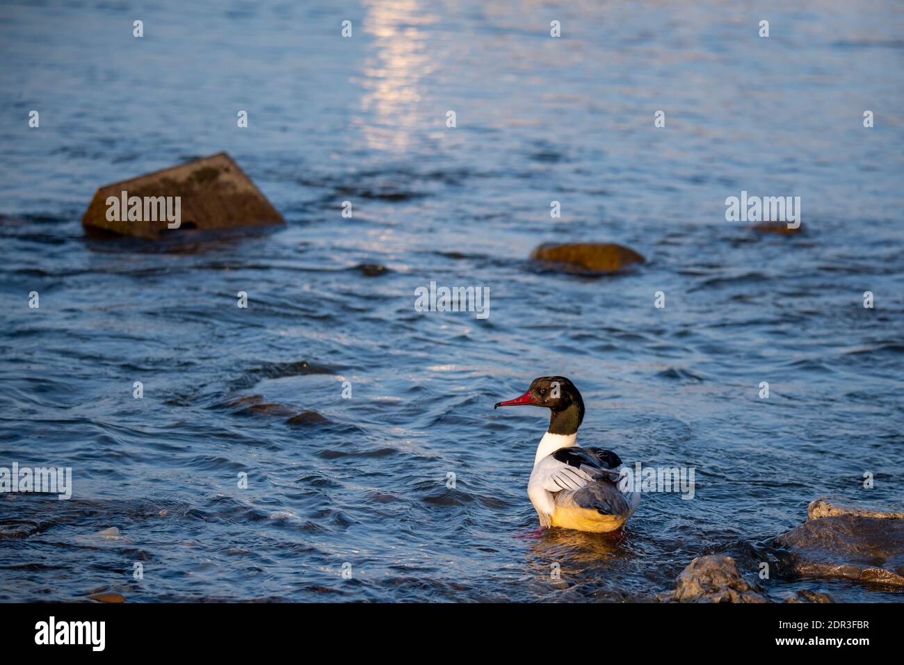 Canards dans l'eau en Suisse. Merganser commun. Goosander eurasien. Mergus merganser. Banque D'Images