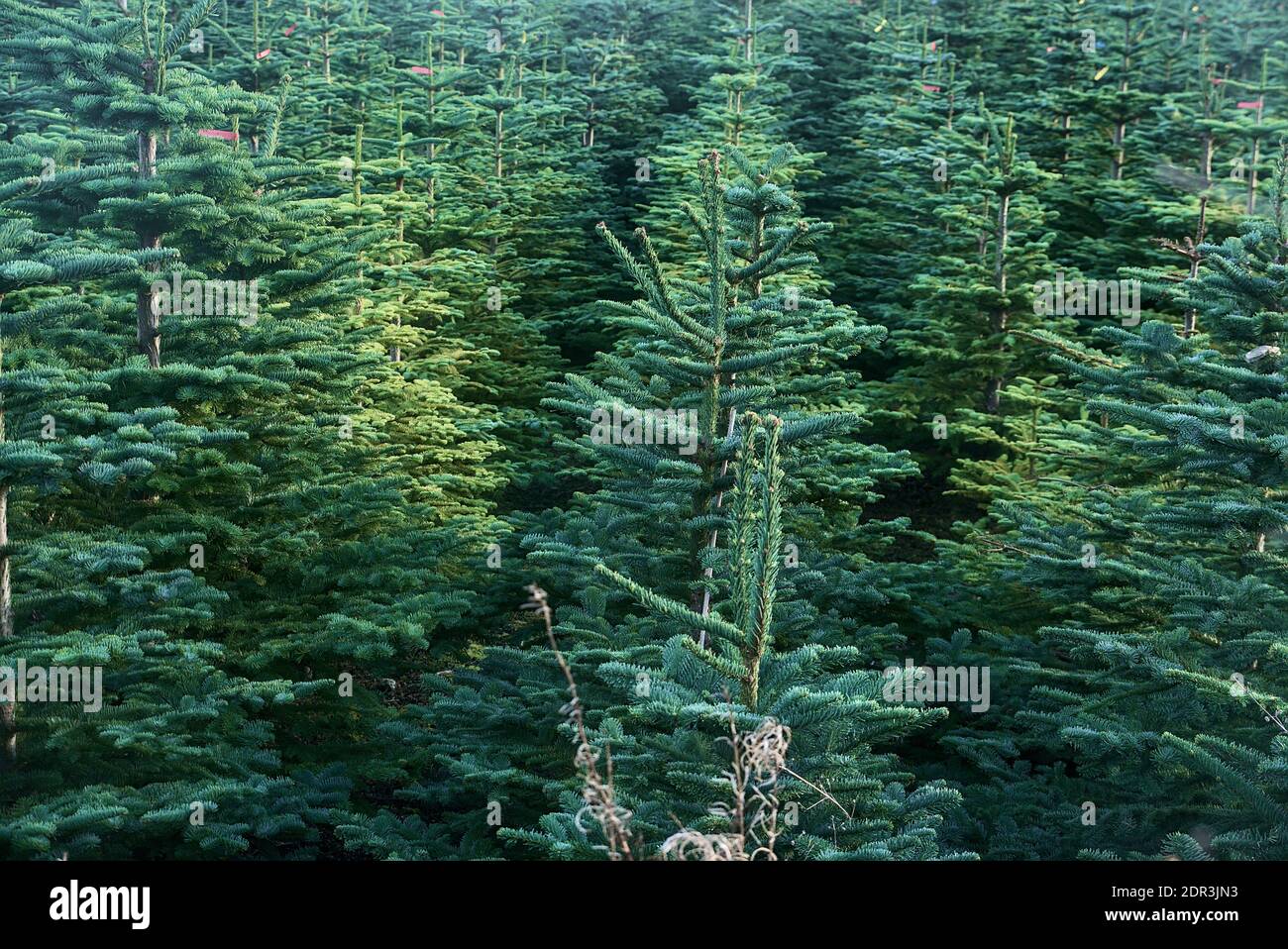 Beaux arbres d'épinette vus à la ferme d'arbres de Noël de Glencullen, comté de Dublin, Irlande Banque D'Images