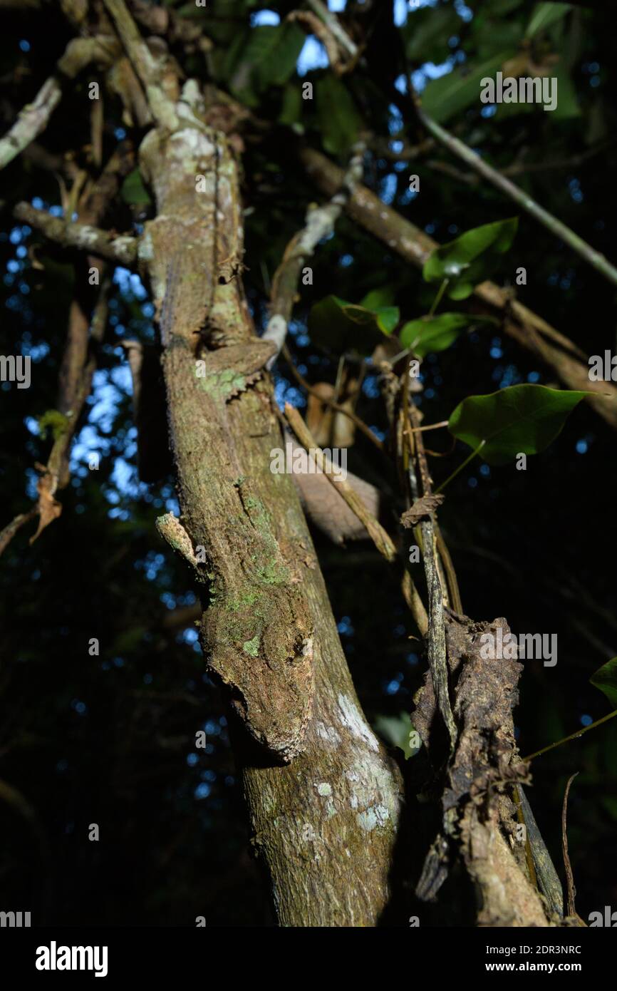 Gecko à queue de feuilles mossy (Uroplatus sikorae), Parc national d'Andasibe-Mantadia, Madagascar Banque D'Images