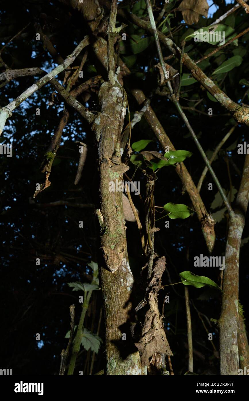 Gecko à queue de feuilles mossy (Uroplatus sikorae), Parc national d'Andasibe-Mantadia, Madagascar Banque D'Images