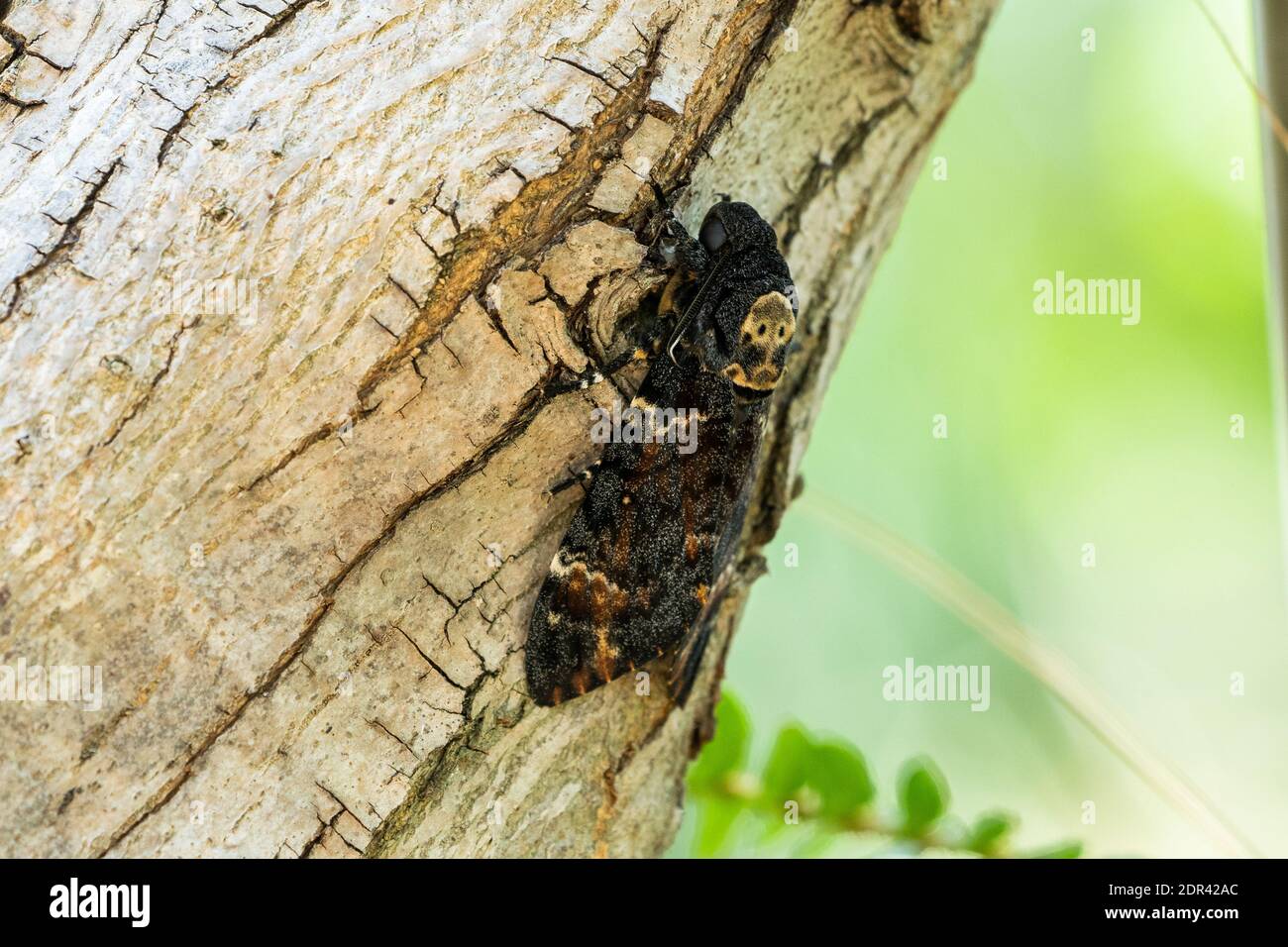 La tête de la mort (Acherontia atropos) Banque D'Images