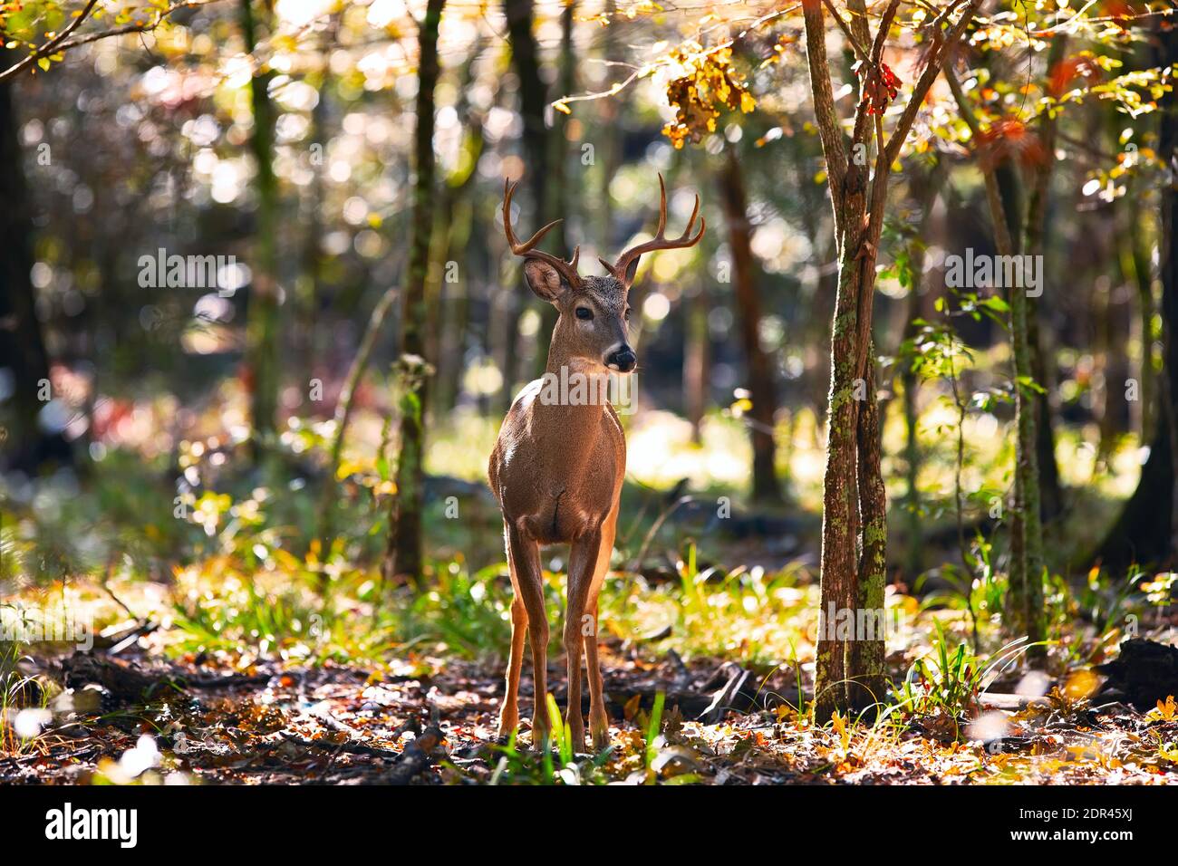 Whitetail (Odocoileus virginianus) Buck Deer traversant les bois Banque D'Images