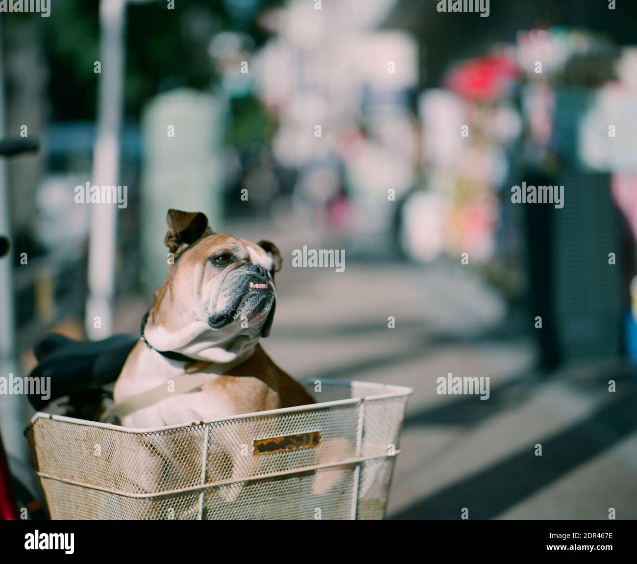 Bulldog dans UN panier à vélo Photo Stock - Alamy