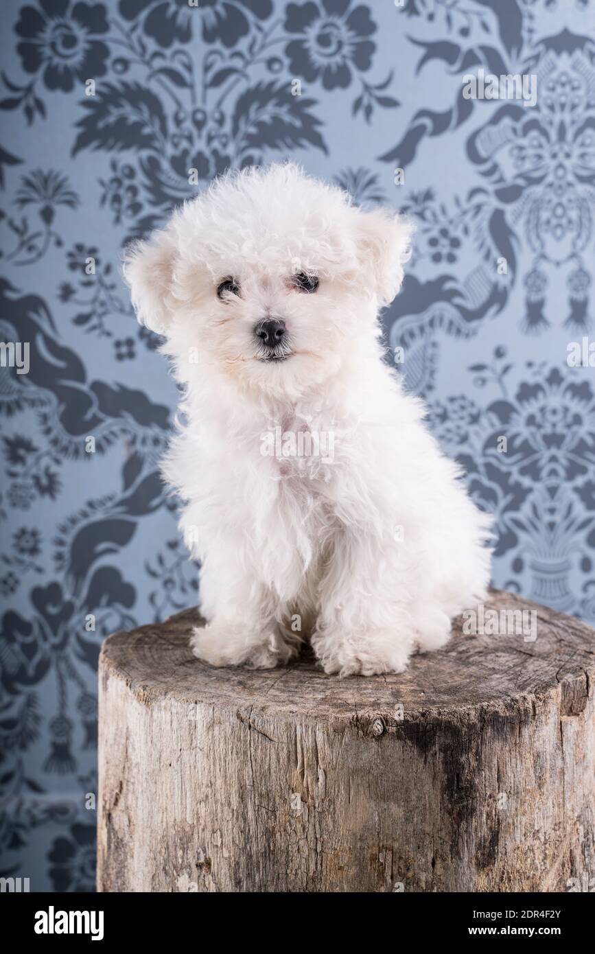 Baby Bichon Frise Banque D Image Et Photos Alamy Baby Bichon Frise Banque D Image Et Photos Alamy