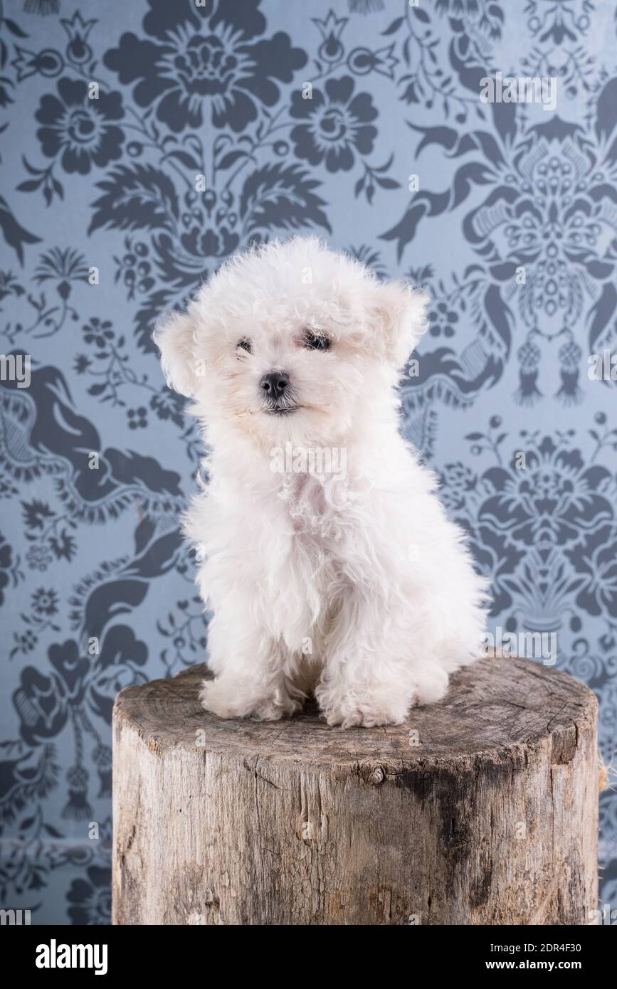 Bebe Bichon Frise Banque De Photographies Et D Images A Haute Resolution Alamy