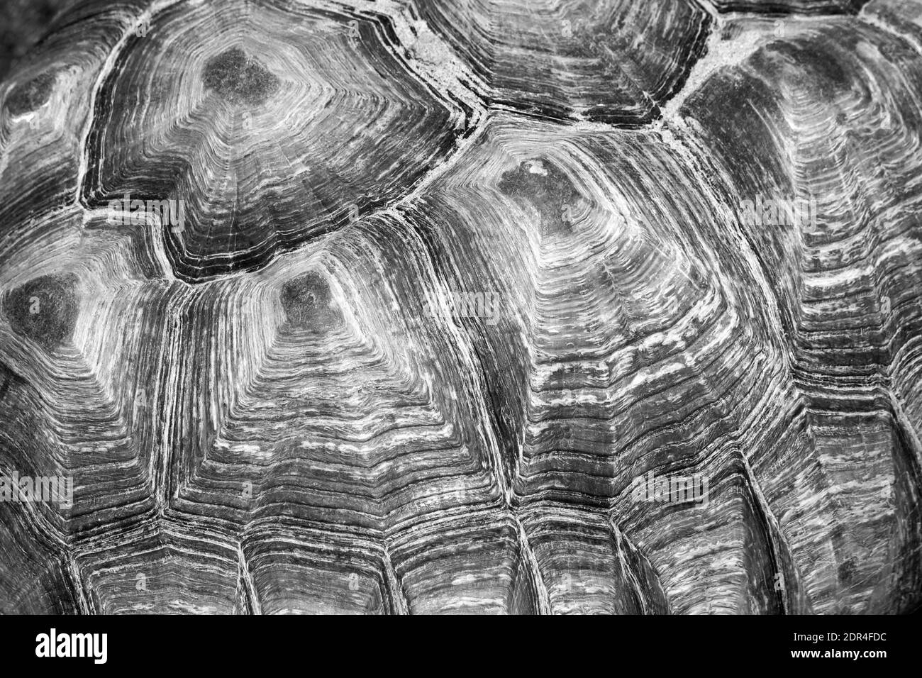 Carapace dure tortue à motif naturel Banque D'Images