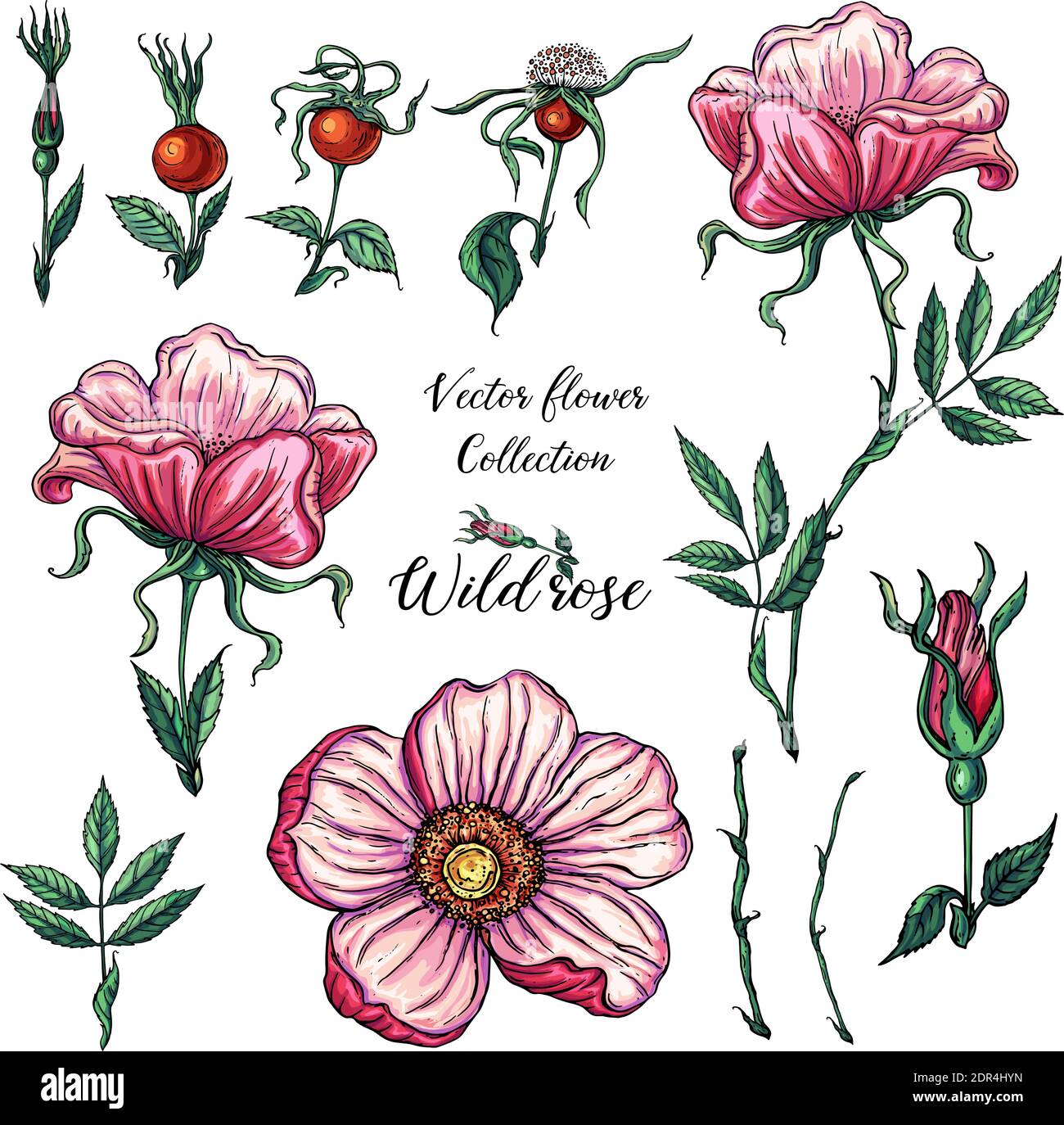 Ensemble vectoriel de fleurs roses sauvages délicates, arrangements floraux Illustration de Vecteur