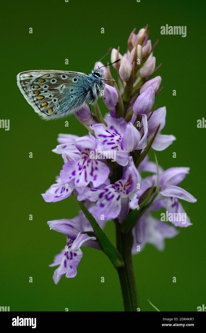 Papillon bleu commun mâle au repos sur orchidée tachetée commune Banque D'Images