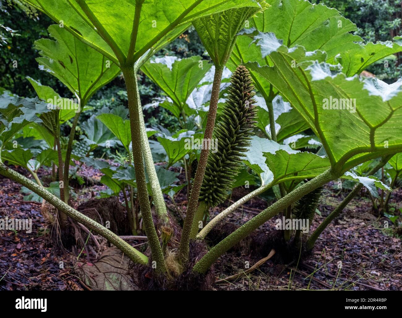 Giant chilien Rhubarb, (Gunnera Tinctoria) Logan Botanic Garden, Stranraer, Écosse. Banque D'Images