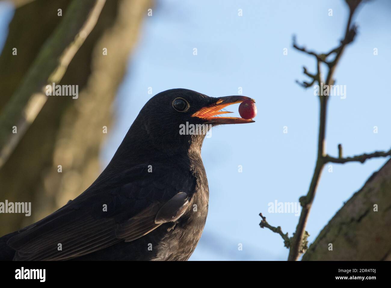 Blackbird avec une baie rouge, au bord de la rivière Ouse, York Banque D'Images