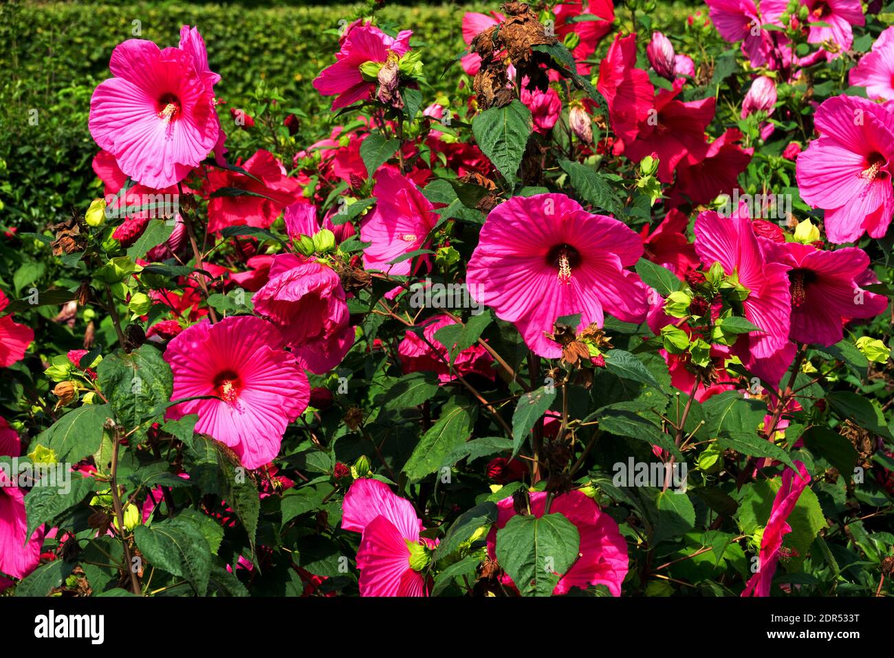 Hibiscus moscheutos marais rose-malow fleurs dans le jardin grandes fleurs Banque D'Images