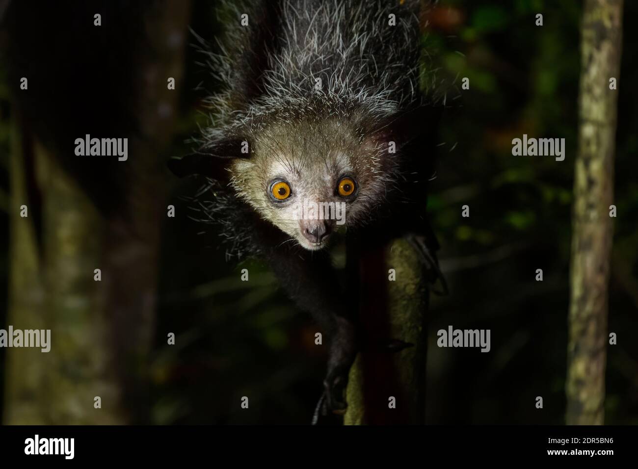 Aye-aye (Daubentonia madagascariensis), Ankanin'Novy, est de Madagascar Banque D'Images
