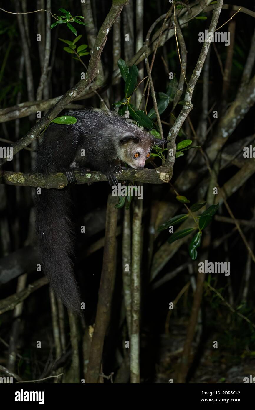 Aye-aye (Daubentonia madagascariensis), Ankanin'Novy, est de Madagascar Banque D'Images