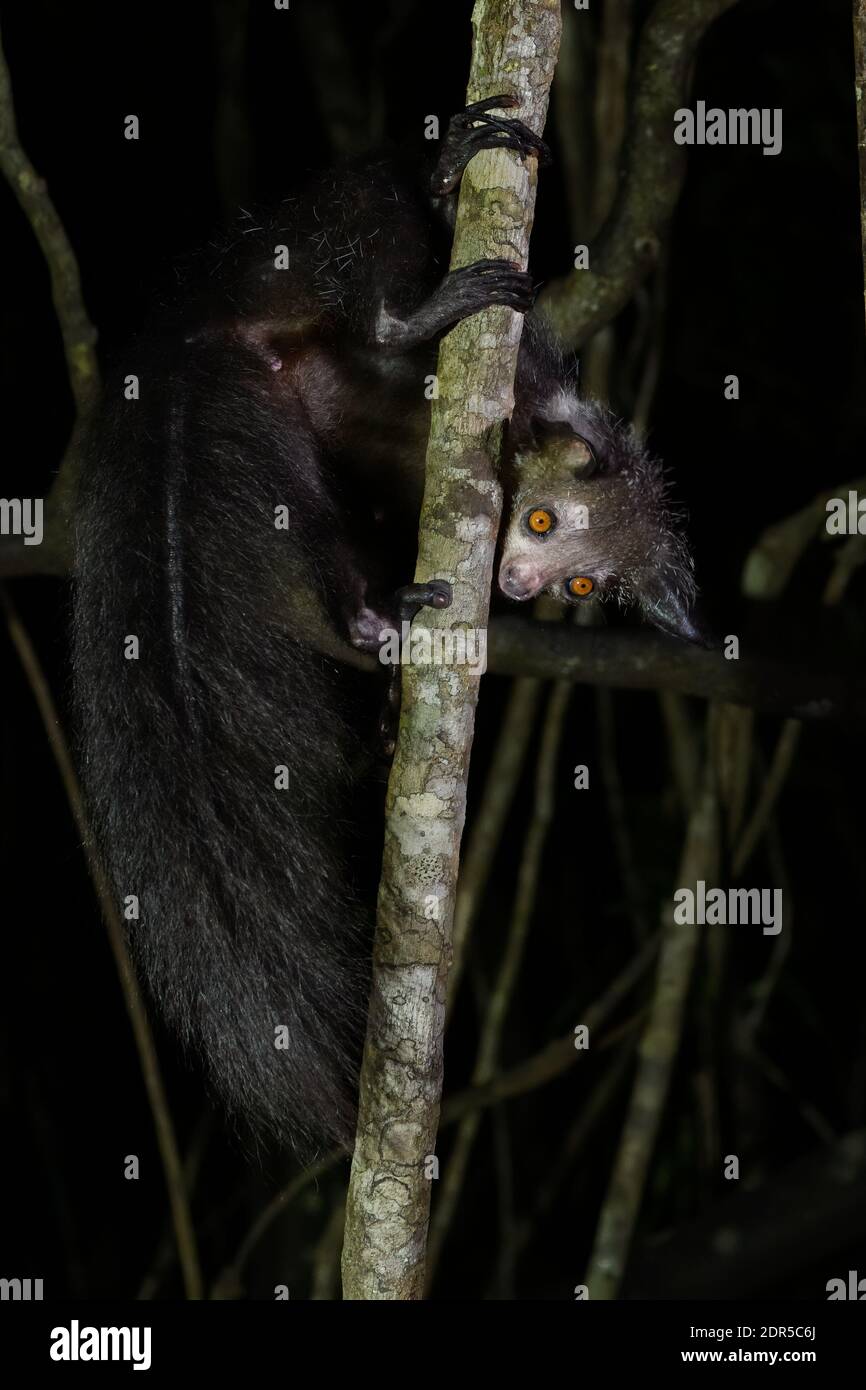 Aye-aye (Daubentonia madagascariensis), Ankanin'Novy, est de Madagascar Banque D'Images