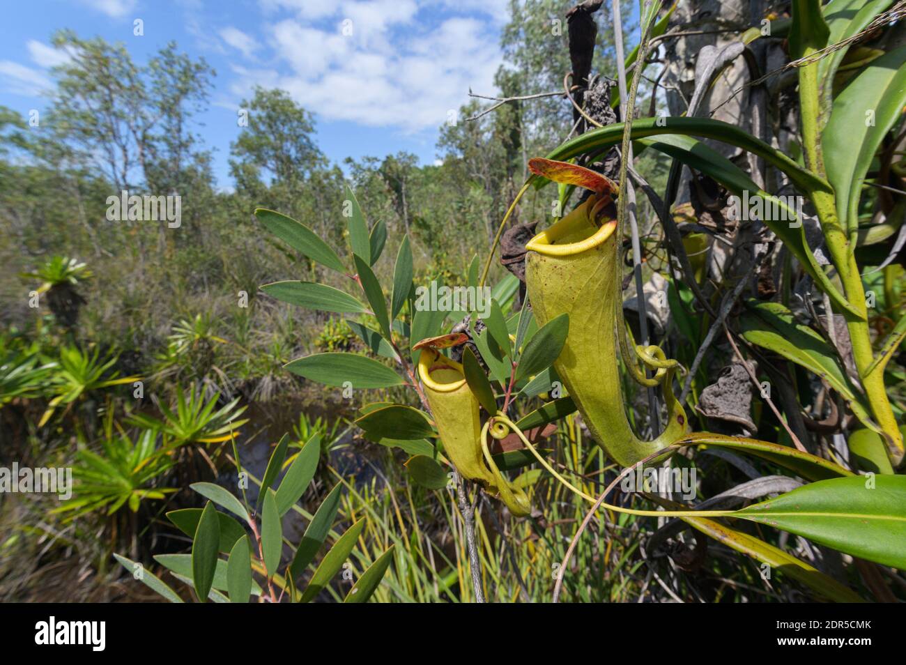 Usine de pichet (Nepenthes madagascariensis), lac Ampitabe, Ankanin’ny Novy, Madagascar Banque D'Images