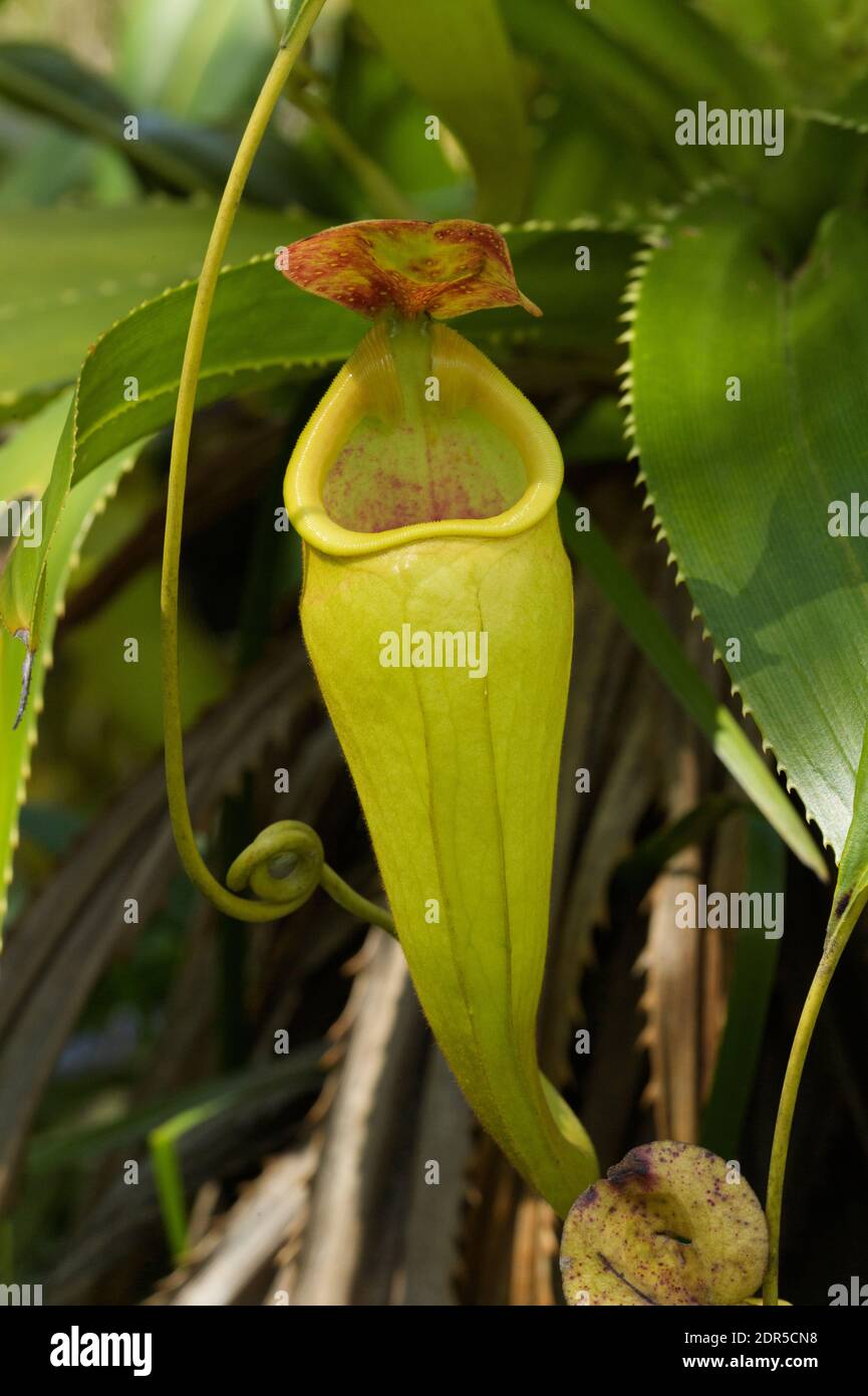 Usine de pichet (Nepenthes madagascariensis), lac Ampitabe, Ankanin’ny Novy, Madagascar Banque D'Images