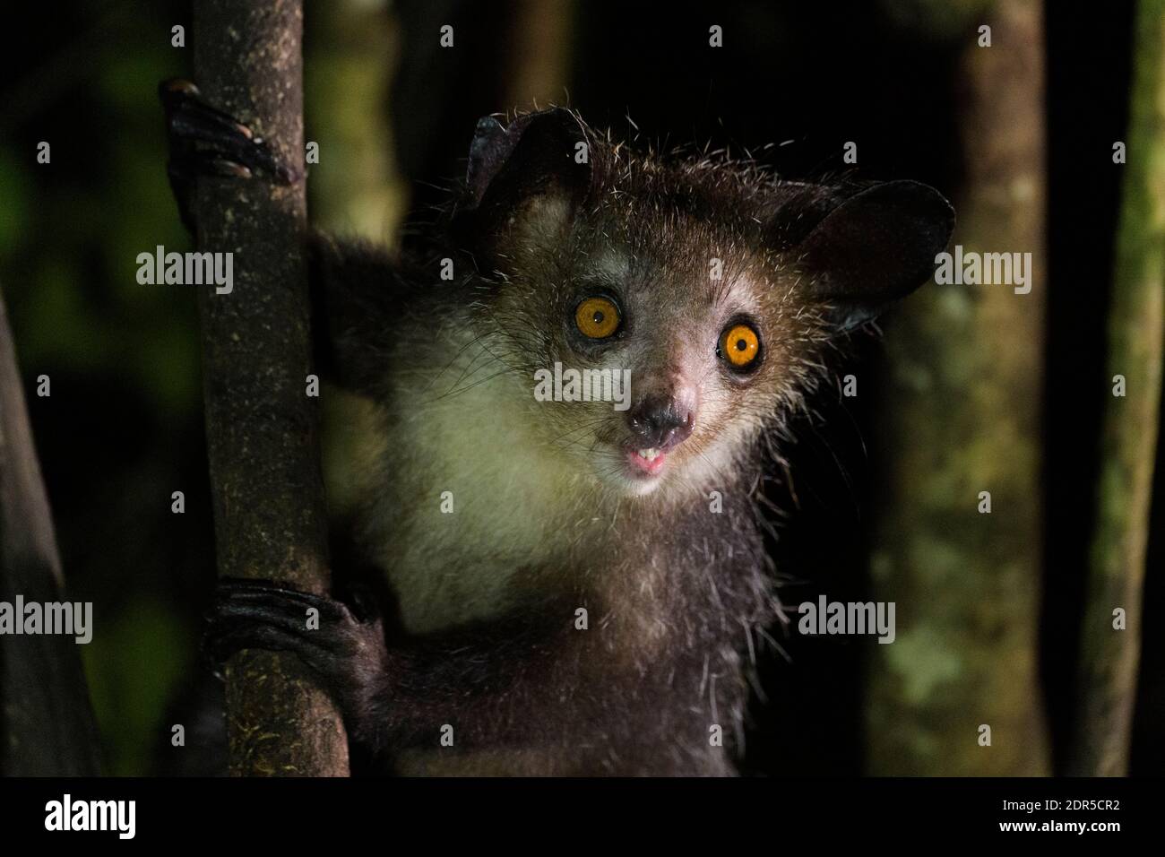 Aye-aye (Daubentonia madagascariensis), Ankanin'Novy, est de Madagascar Banque D'Images