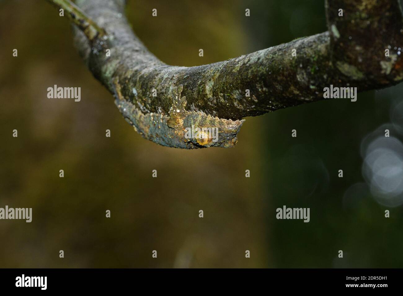 Gecko à queue de feuilles mossy (Uroplatus sikorae), Parc national de Ranomafana, Madagascar Banque D'Images