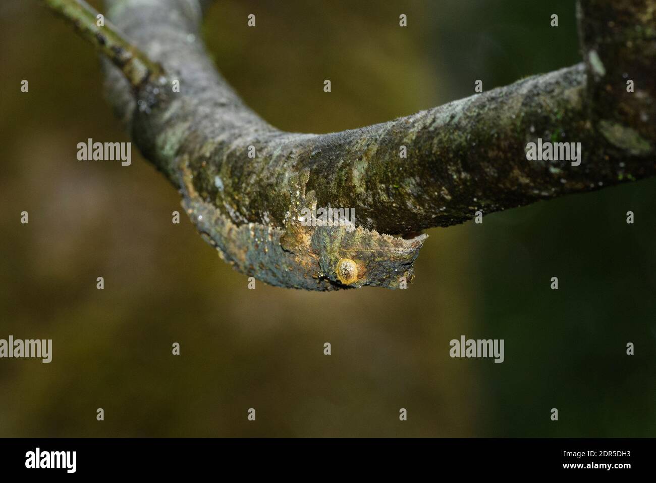 Gecko à queue de feuilles mossy (Uroplatus sikorae), Parc national de Ranomafana, Madagascar Banque D'Images