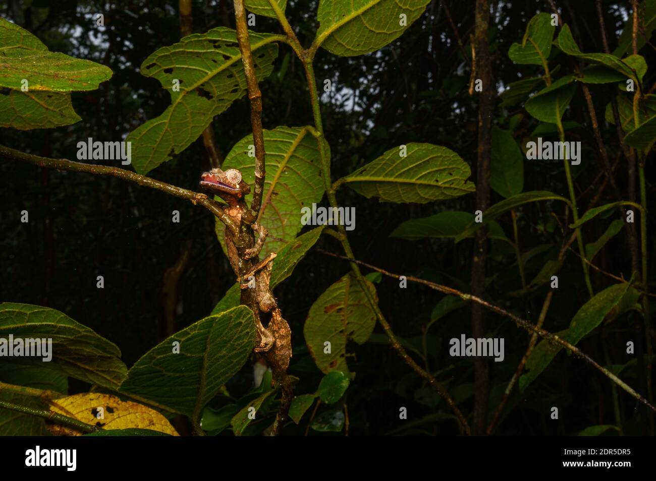 Gecko à queue de feuilles satanique (Uroplatus phantasticus), Parc national de Ranomafana, Madagascar Banque D'Images