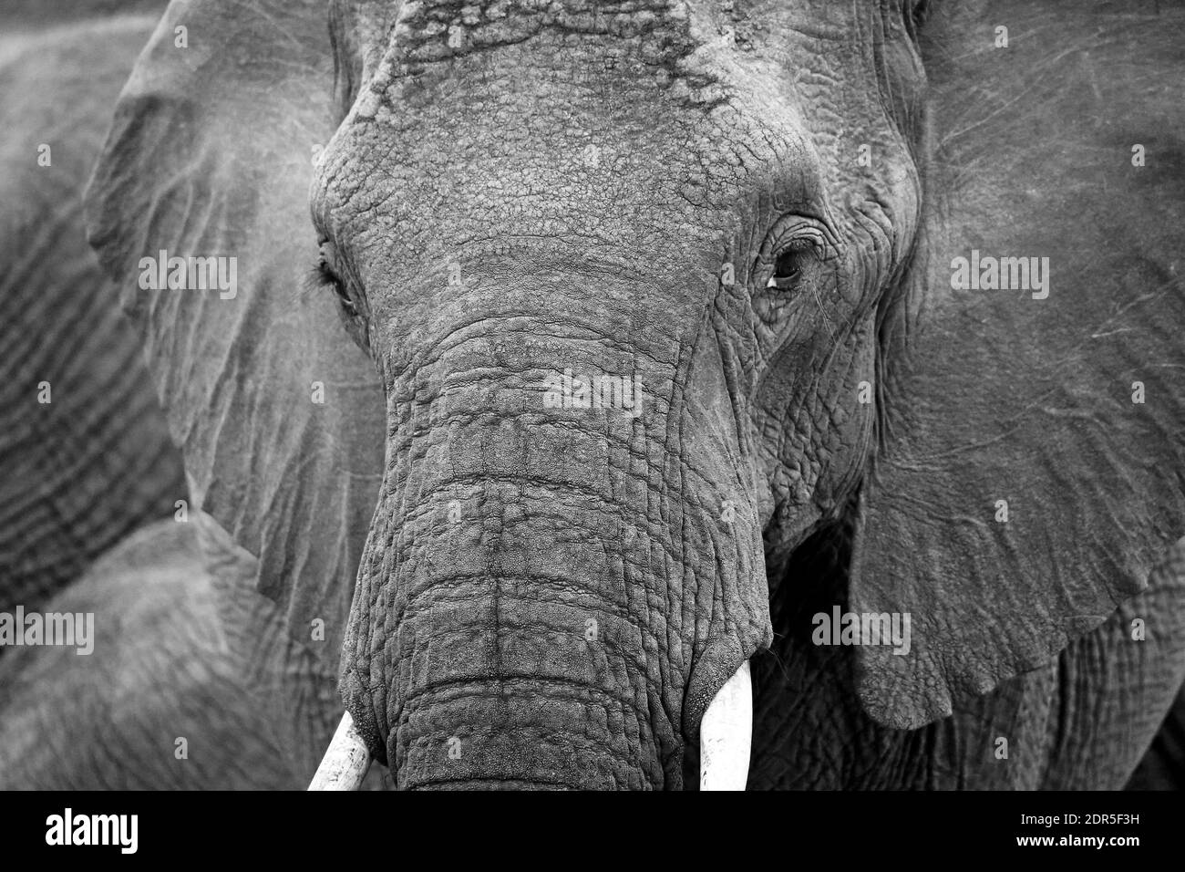 Gros plan d'un éléphant d'Afrique (Loxodonta africana). Kruger Park, Afrique du Sud Banque D'Images
