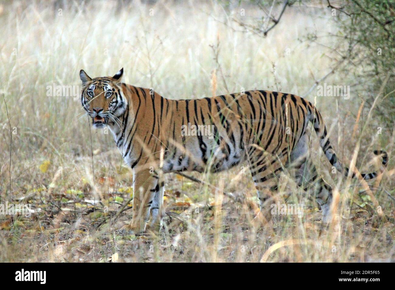 Tigre du Bengale (Panthera tigris tigris) en haute herbe, regardant dans la caméra. Bandhavgarh, Inde Banque D'Images
