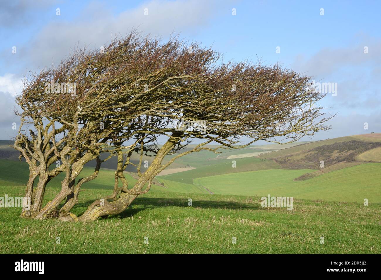 Lone Tree sur les South Downs Banque D'Images