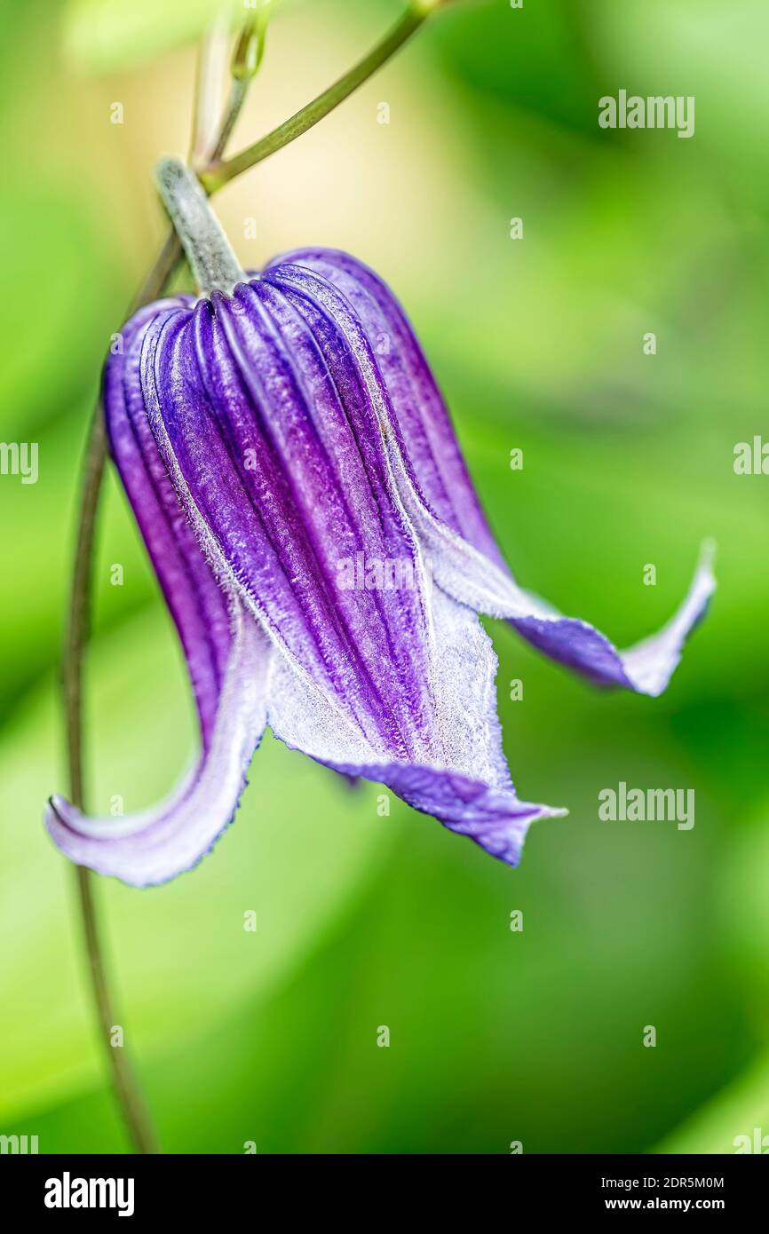 Fleur en cloche violette sur fond vert vif, composition verticale Photo  Stock - Alamy