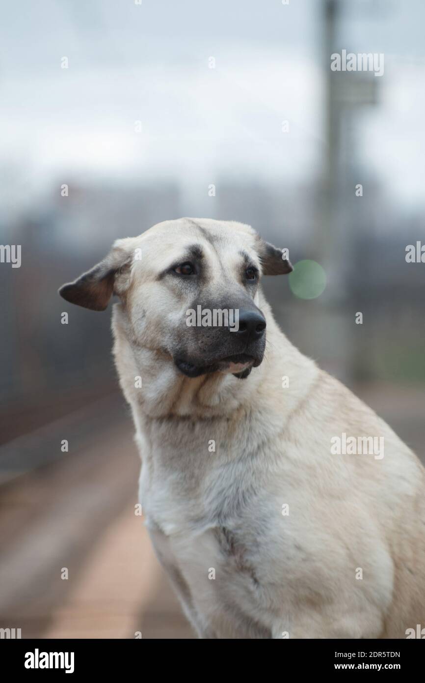 Chien race berger anatolien (kangal, carabash), seul et triste se trouve sur le fond de la ville Banque D'Images