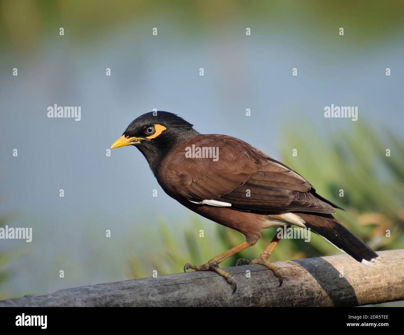 La myna commune ou la myna indienne (Acridotheres tristis), parfois épelée myna[2], est un membre de la famille des Sturnidae (étoiles et mynas) indigènes à Banque D'Images