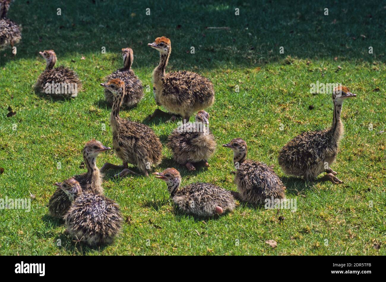 Poussins d'autruche (Struthio camelus) Banque D'Images