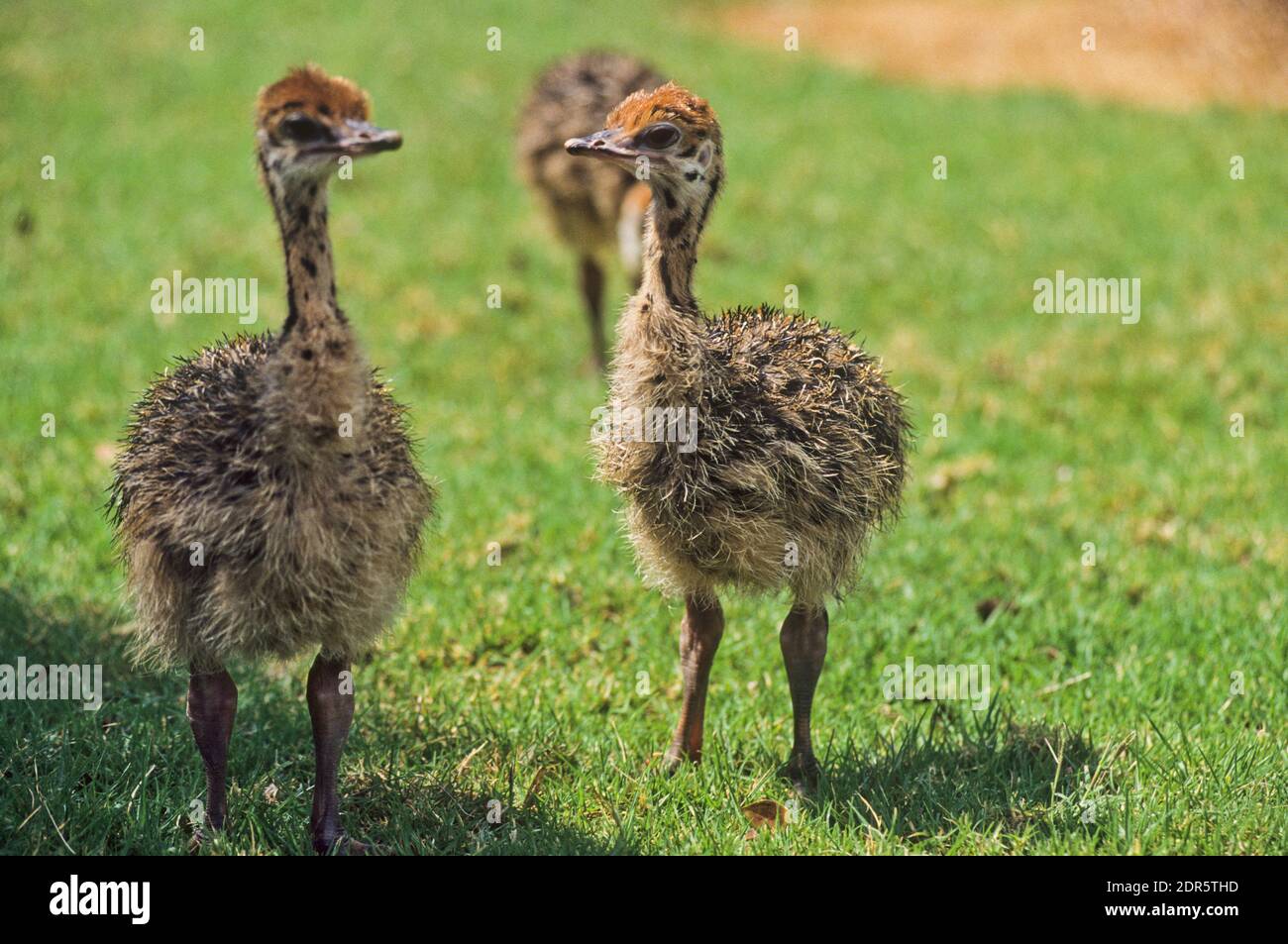 Poussins d'autruche (Struthio camelus) Banque D'Images
