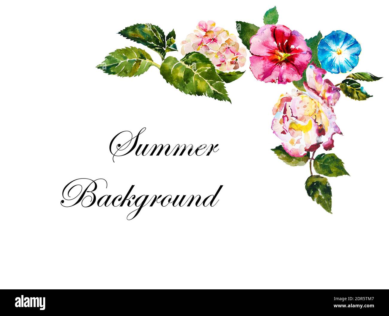 Arrière-plan d'angle plat floral d'été avec fleurs d'aquarelle rose, de la malow, de l'hortensia rose, rouge et bleu Banque D'Images