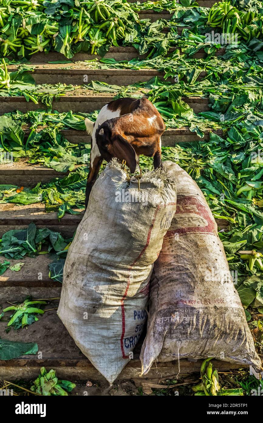 La chèvre mange la feuille de sacs en plastique, j'ai pris cette motion du Bangladesh, en Asie Banque D'Images