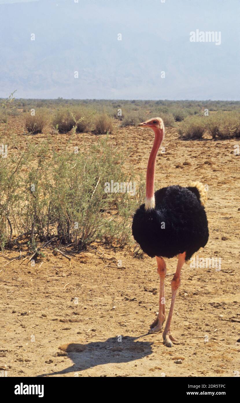 Autruche commune (Struthio camelus) Banque D'Images