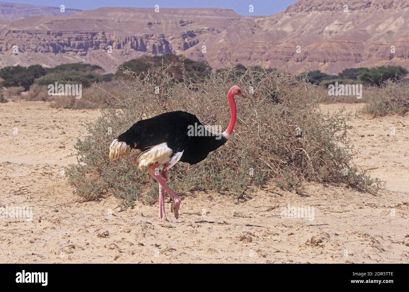 Autruche commune (Struthio camelus) Banque D'Images
