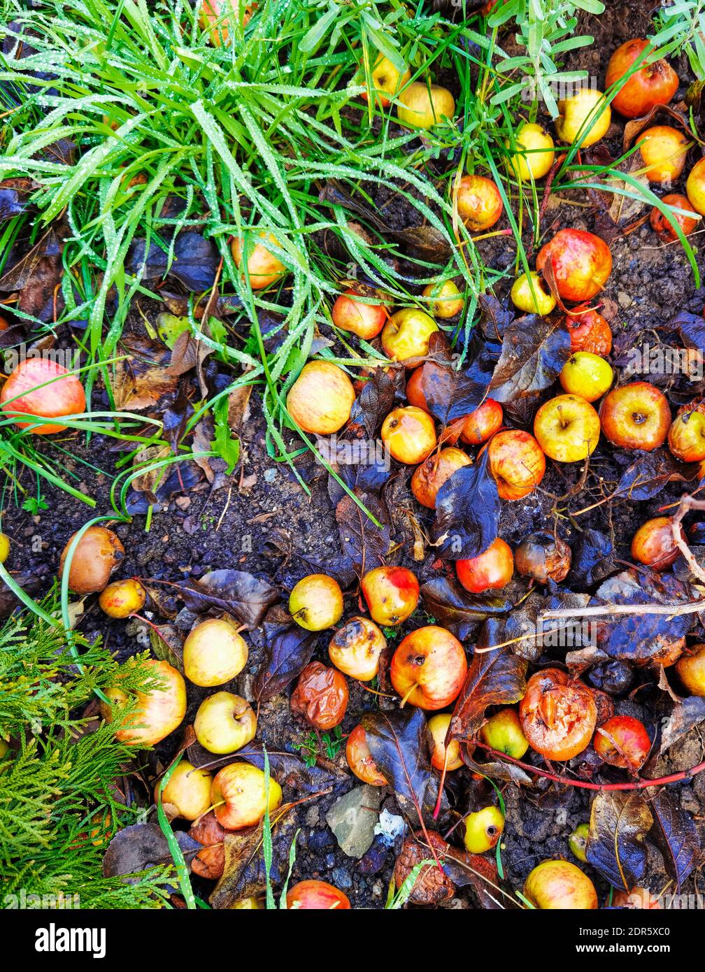 Les pommes tombées sont trop mûres et pourrissent dans le jardin au sol. Banque D'Images