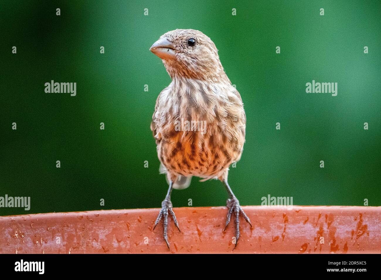 Maison de femme finch à Birdbath Banque D'Images