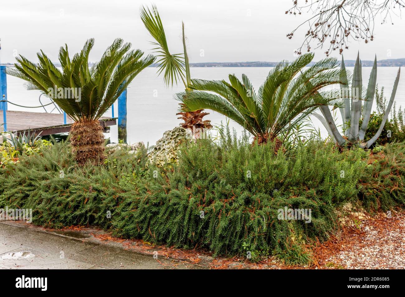 Coin vert près d'une jetée sur le lac de Garde à Sirmione BS. Les plantes présentes sont: Aloès, Cycas, Palm et Rosemary. Banque D'Images
