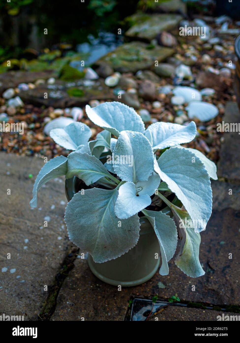 Pot plante Sernecio Angel Wings dans un jardin intérieur à Yorkshire du Nord Banque D'Images