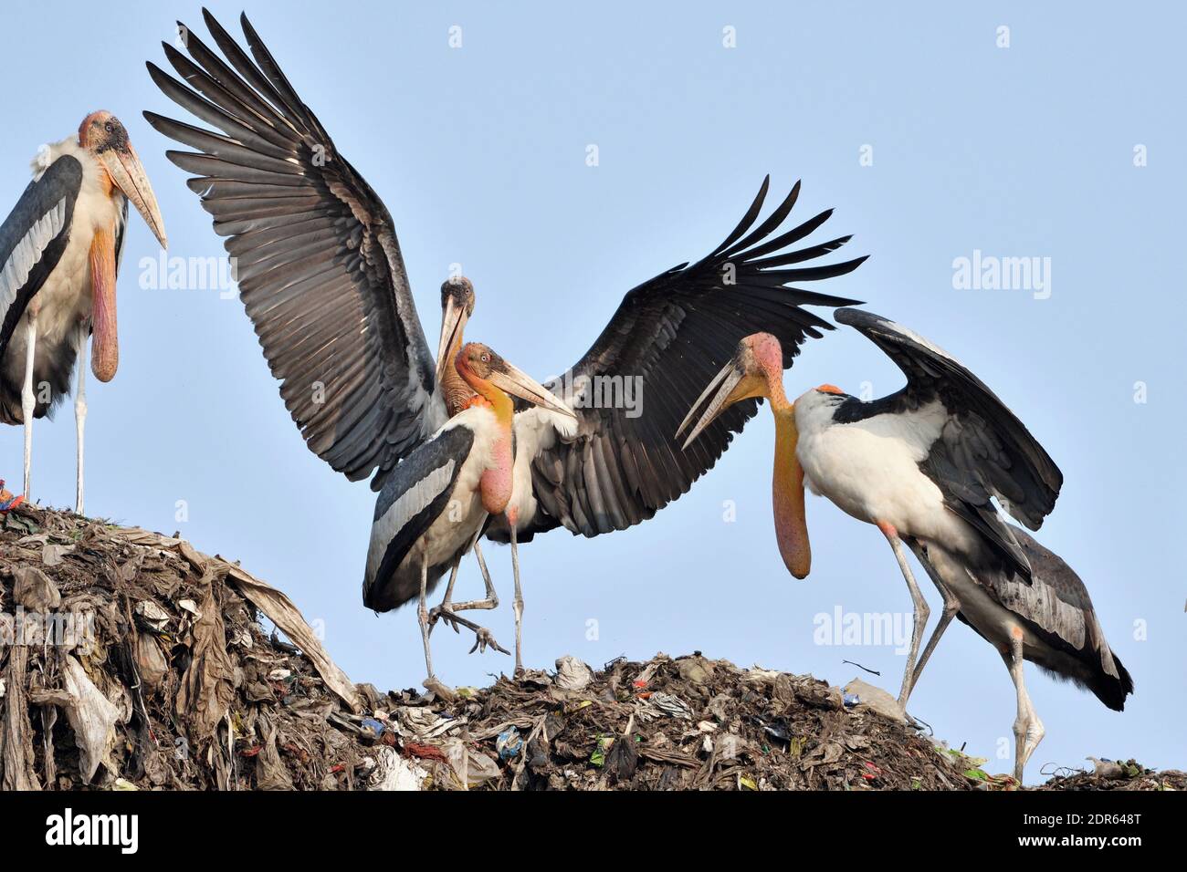 J'ai tourné cette image des Storks du Grand Adjutant au chantier de bennage de Boragaon près de Guwahati [Assam] sur 22.11.2020. Banque D'Images
