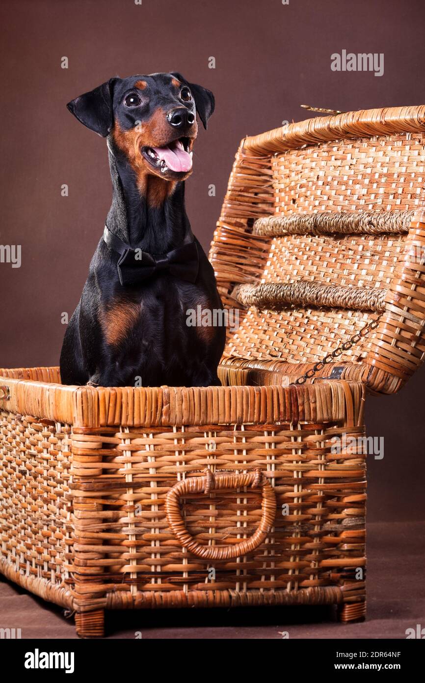 German Pinscher - un chien de taille moyenne élevé en Allemagne à la fin du xviiie siècle Banque D'Images