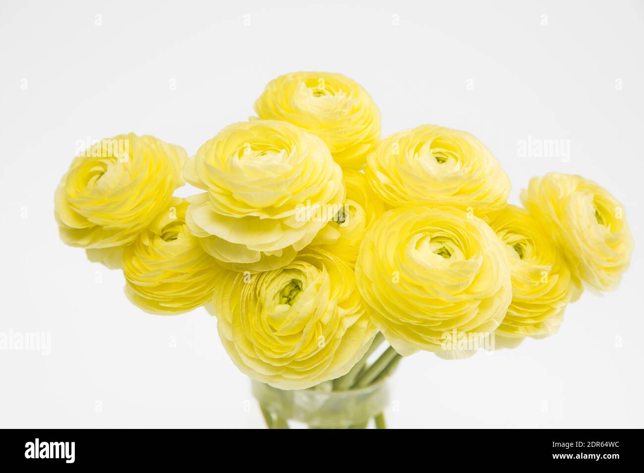 Bouquet de ranunculus jaune dans un vase en verre sur fond gris pâle. Copier l'espace Banque D'Images