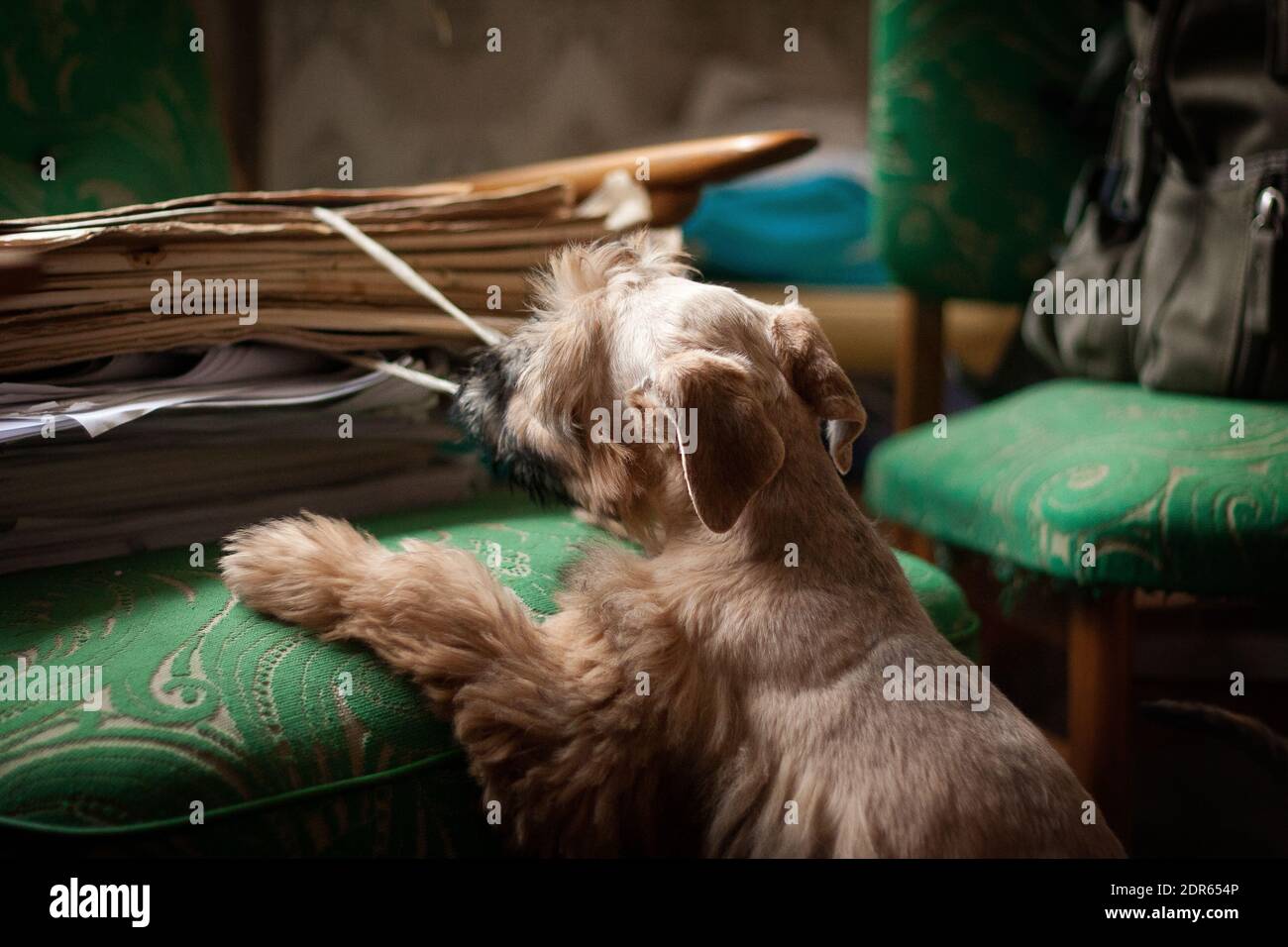 Irish Soft Coated Wheaten Terrier est une race de chien. Il diffère des autres terriers irlandais en laine - soyeux, doux, couleur unique de blé. C'est un fort, Banque D'Images