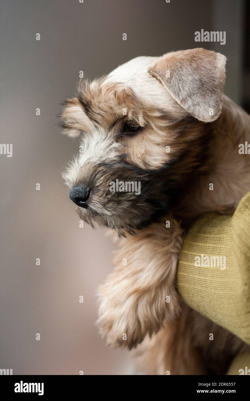 Irish Soft Coated Wheaten Terrier est une race de chien. Il diffère des autres terriers irlandais en laine - soyeux, doux, couleur unique de blé. C'est un fort, Banque D'Images