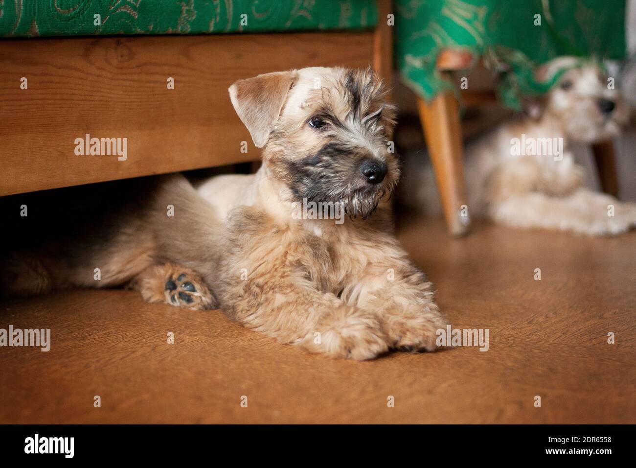 Irish Soft Coated Wheaten Terrier est une race de chien. Il diffère des autres terriers irlandais en laine - soyeux, doux, couleur unique de blé. C'est un fort, Banque D'Images