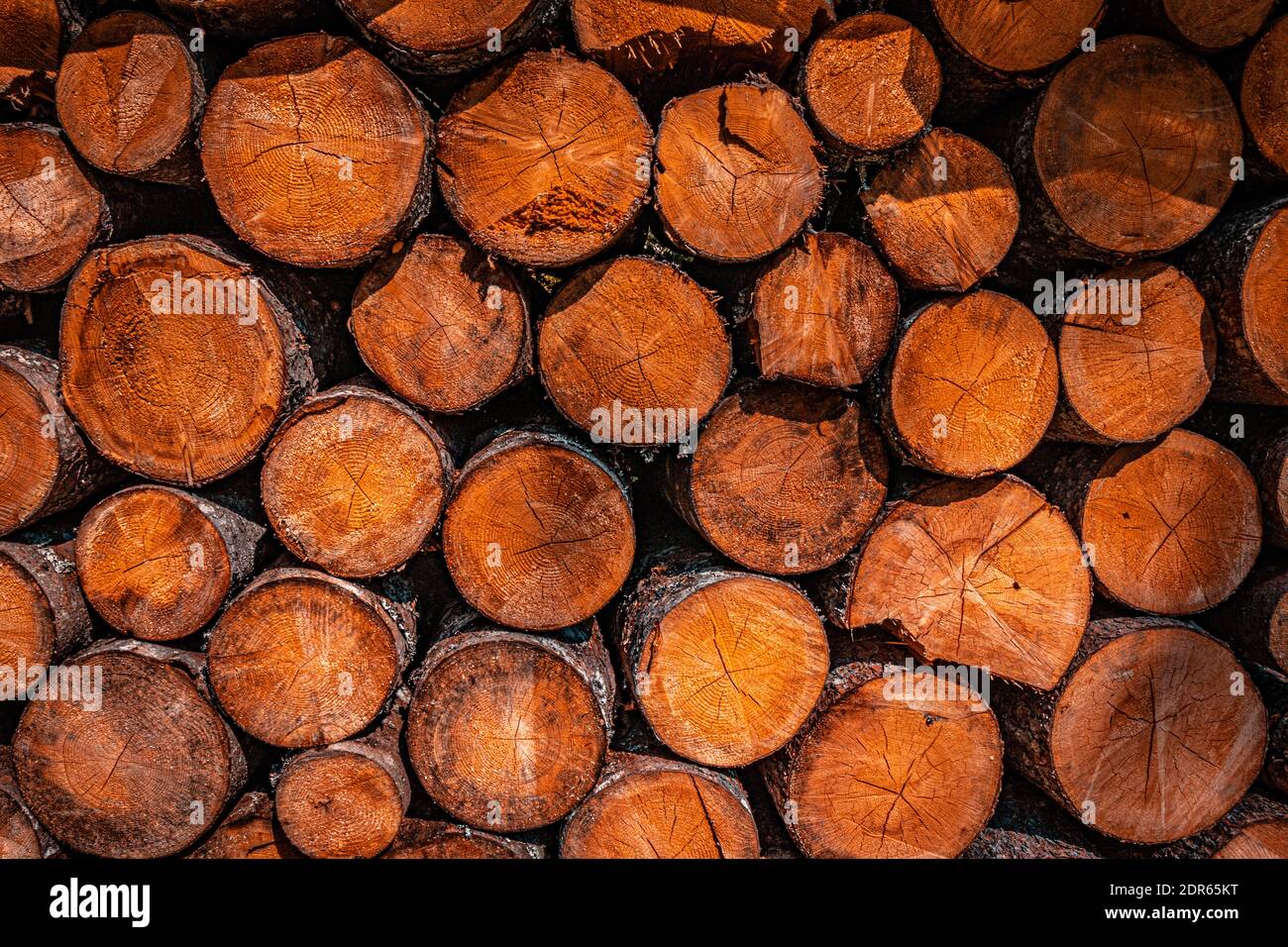 Bois dans les Alpes allemandes Banque D'Images