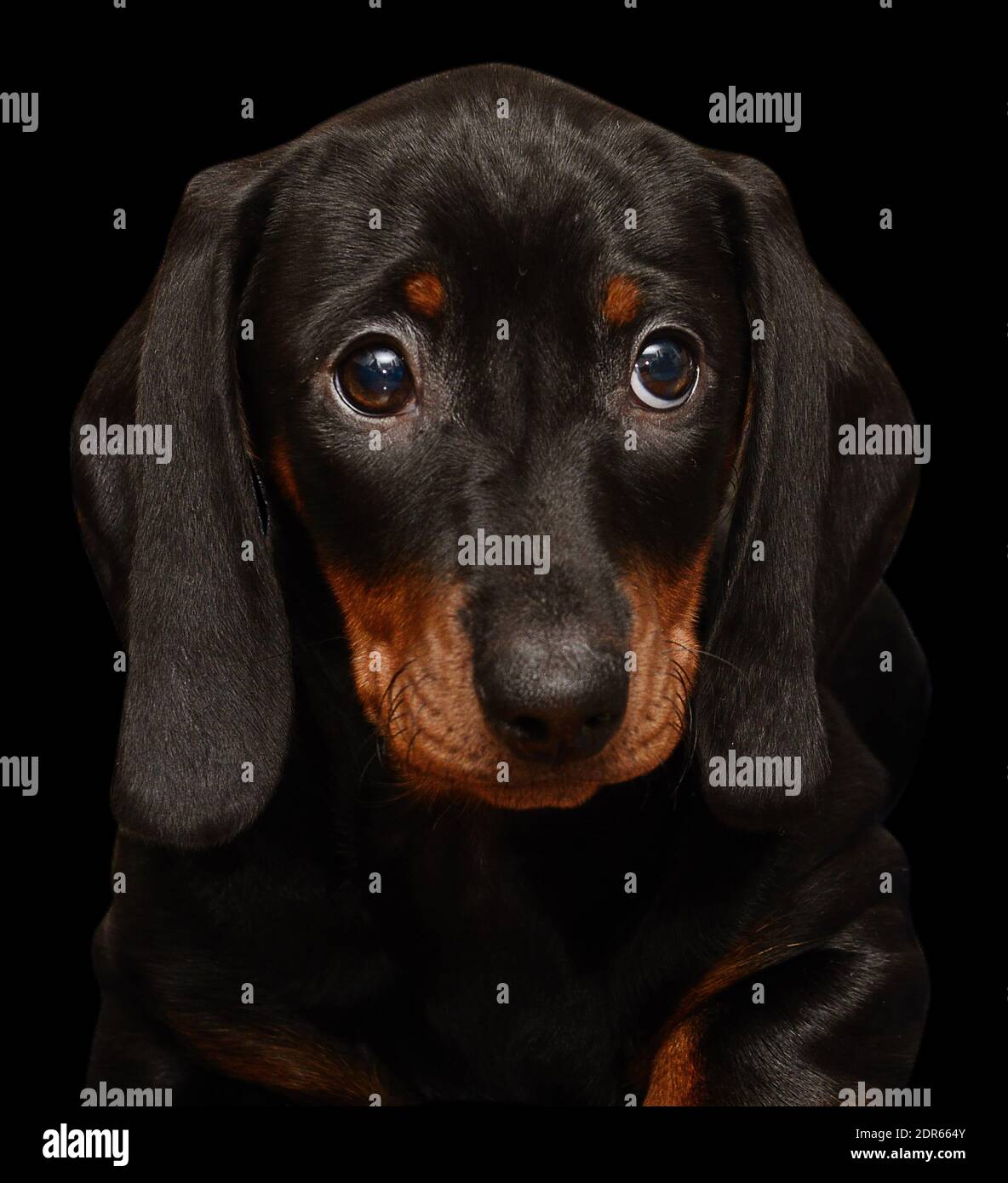 dachshund puppy sur fond noir Banque D'Images