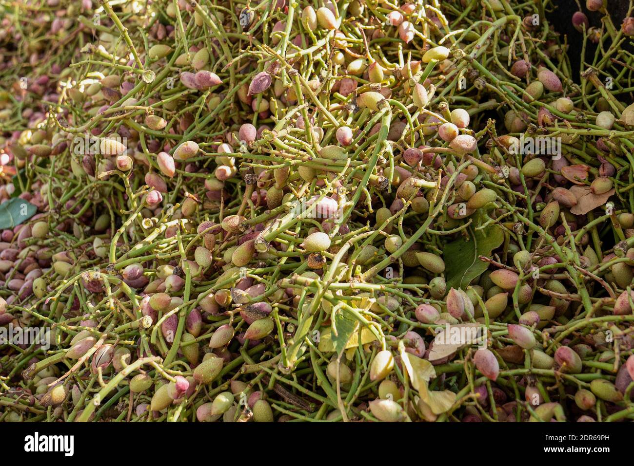 Pistaches crues cultivées récemment, Gaziantep City, Turquie. Les noix sèches traditionnelles, comme également connu Antep Fistigi en turc Banque D'Images